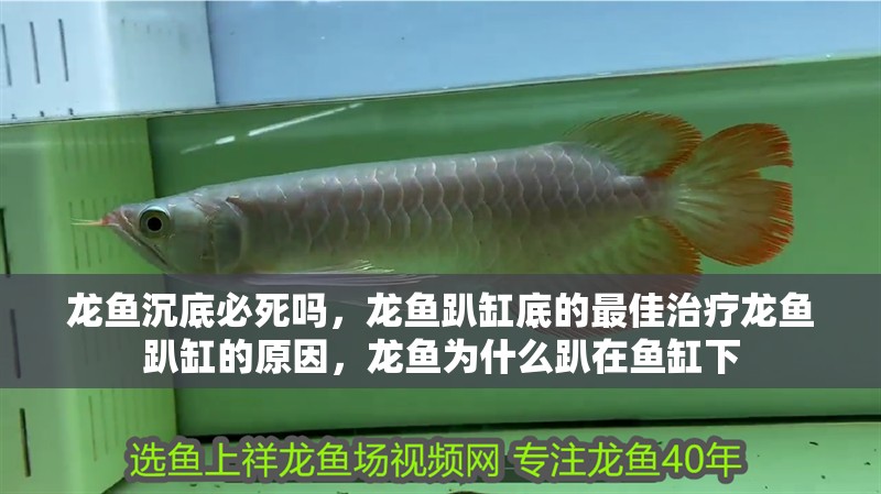 龍魚沉底必死嗎，龍魚趴缸底的最佳治療龍魚趴缸的原因，龍魚為什么趴在魚缸下