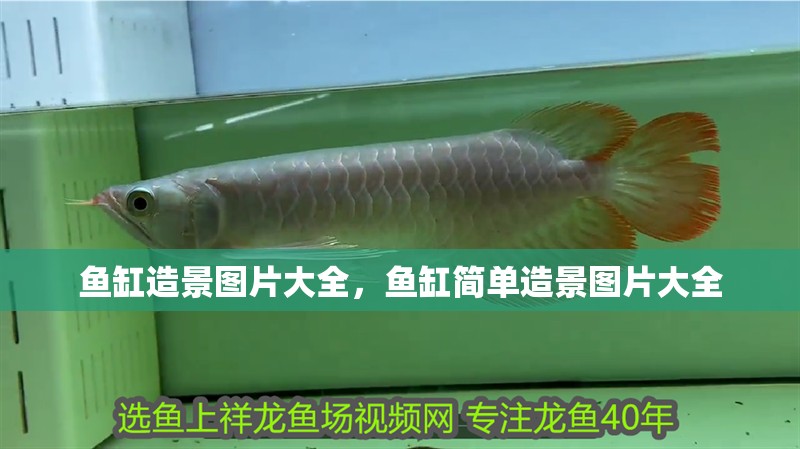魚缸造景圖片大全，魚缸簡單造景圖片大全 魚缸造景圖片大全，魚缸簡單造景圖片大全 觀賞魚百科 第2張