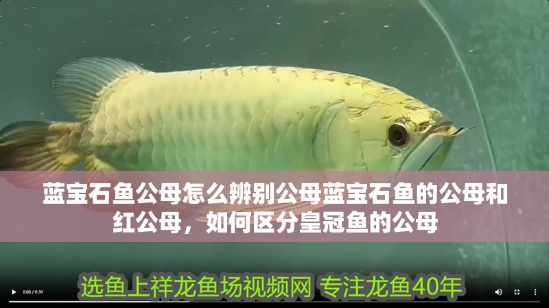 藍寶石魚公母怎么辨別公母藍寶石魚的公母和紅公母，如何區分皇冠魚的公母