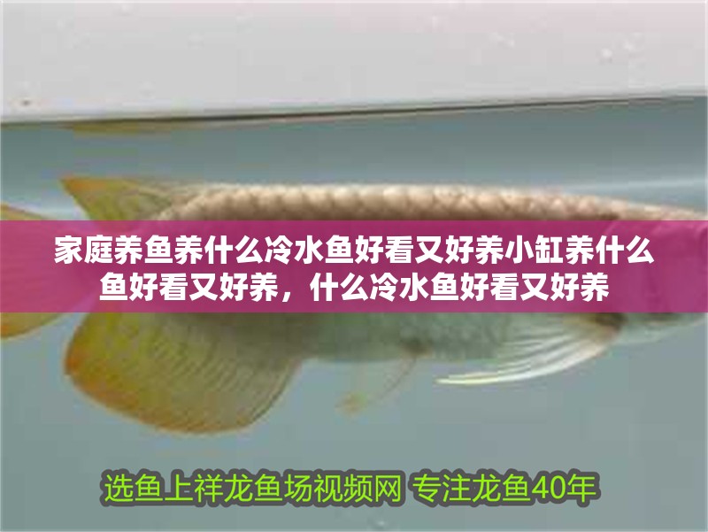 家庭養魚養什么冷水魚好看又好養小缸養什么魚好看又好養，什么冷水魚好看又好養