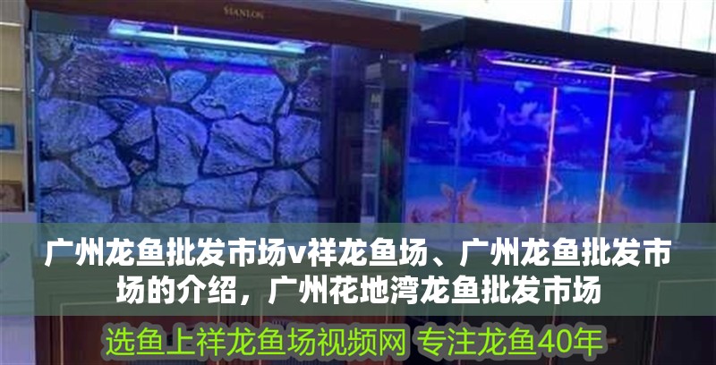 廣州龍魚批發(fā)市場v祥龍魚場、廣州龍魚批發(fā)市場的介紹，廣州花地灣龍魚批發(fā)市場