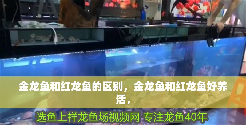 金龍魚和紅龍魚的區別，金龍魚和紅龍魚好養活，