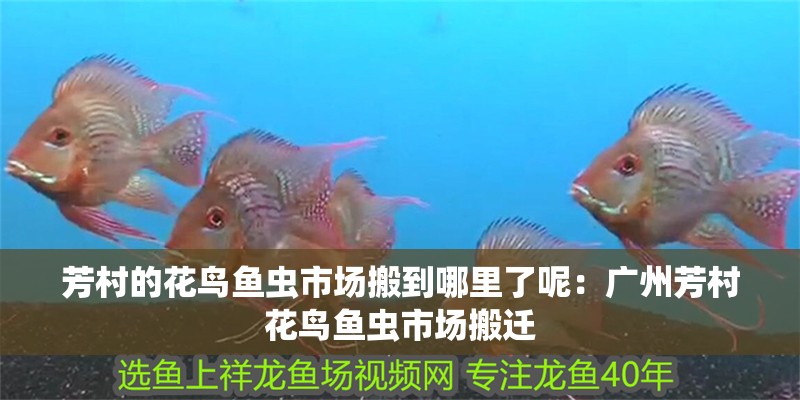 芳村的花鳥魚蟲市場搬到哪里了呢：廣州芳村花鳥魚蟲市場搬遷