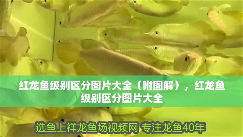 紅龍魚級別區(qū)分圖片大全（附圖解），紅龍魚級別區(qū)分圖片大全 紅龍魚級別區(qū)分圖片大全（附圖解），紅龍魚級別區(qū)分圖片大全 觀賞魚百科