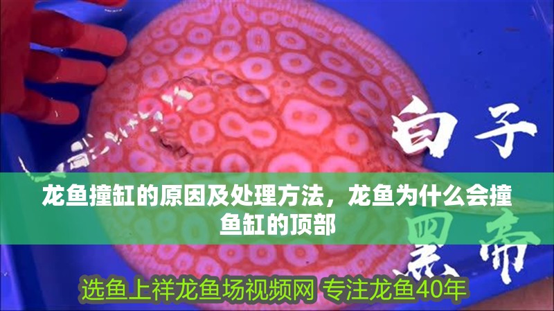 龍魚撞缸的原因及處理方法，龍魚為什么會撞魚缸的頂部