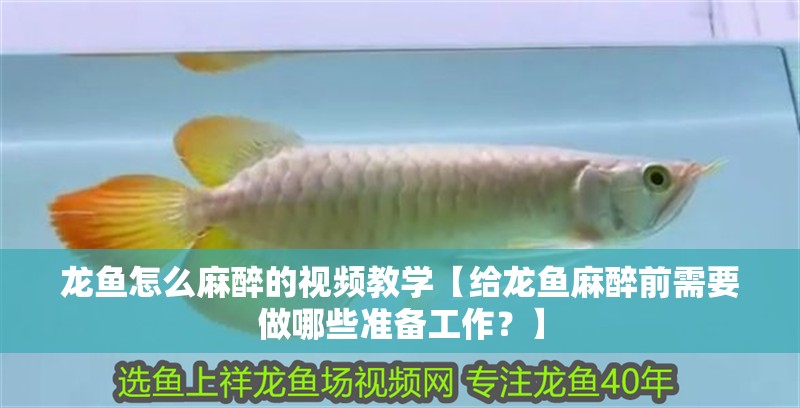 龍魚怎么麻醉的視頻教學【給龍魚麻醉前需要做哪些準備工作？】