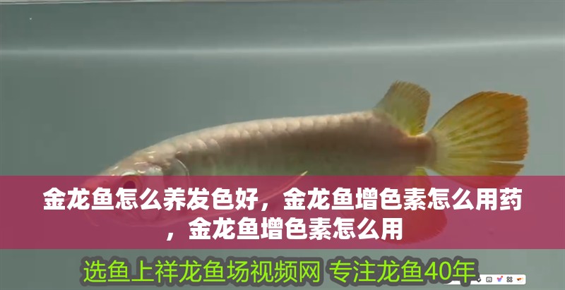 金龍魚怎么養發色好，金龍魚增色素怎么用藥，金龍魚增色素怎么用