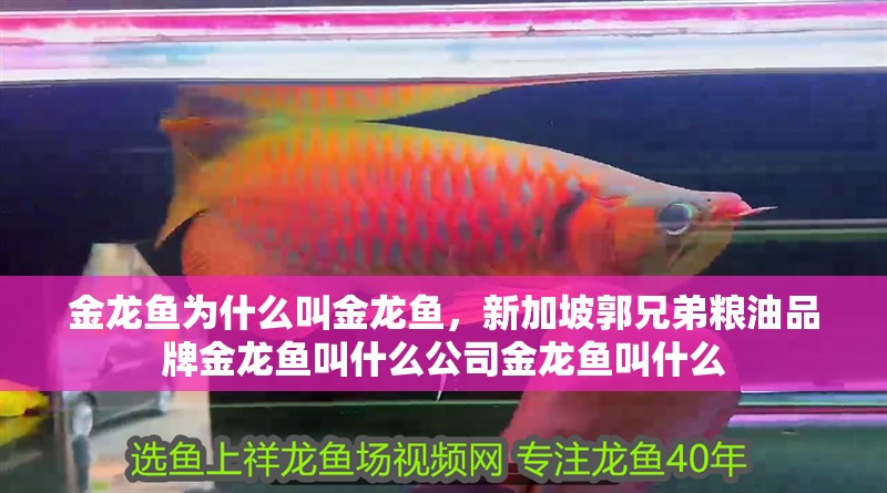 金龍魚為什么叫金龍魚，新加坡郭兄弟糧油品牌金龍魚叫什么公司金龍魚叫什么