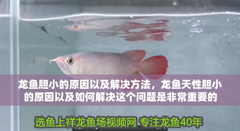 龍魚膽小的原因以及解決方法，龍魚天性膽小的原因以及如何解決這個問題是非常重要的
