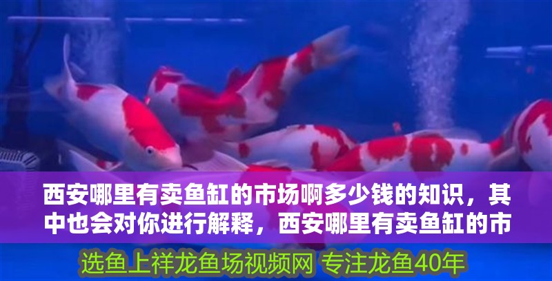 西安哪里有賣魚缸的市場啊多少錢的知識，其中也會對你進(jìn)行解釋，西安哪里有賣魚缸的市場啊多少錢 西安哪里有賣魚缸的市場啊多少錢的知識，其中也會對你進(jìn)行解釋，西安哪里有賣魚缸的市場啊多少錢 觀賞魚百科 第2張