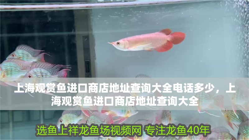 <strong><mark>上海</mark></strong>觀賞魚進口商店地址查詢大全電話多少，<strong><mark>上海</mark></strong>觀賞魚進口商店地址查詢大全