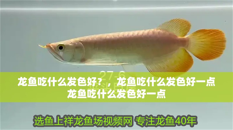 龍魚吃什么發(fā)色好？，龍魚吃什么發(fā)色好一點龍魚吃什么發(fā)色好一點