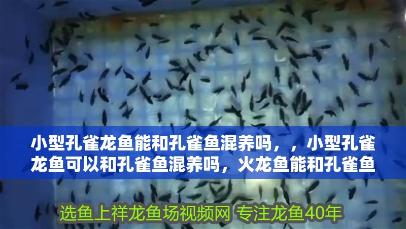 小型孔雀龍魚能和孔雀魚混養嗎，，小型孔雀龍魚可以和孔雀魚混養嗎，火龍魚能和孔雀魚混養嗎