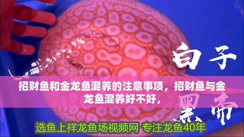 招財魚和金龍魚混養的注意事項，招財魚與金龍魚混養好不好，