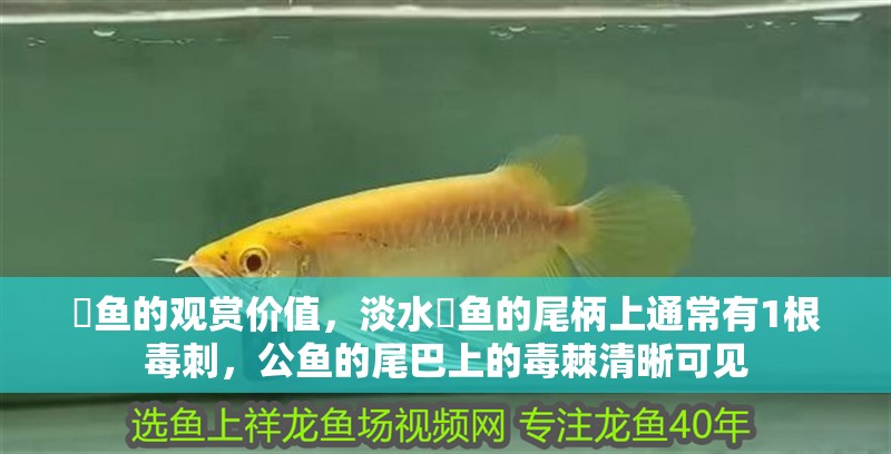 魟魚(yú)的觀賞價(jià)值，淡水魟魚(yú)的尾柄上通常有1根毒刺，公魚(yú)的尾巴上的毒棘清晰可見(jiàn)