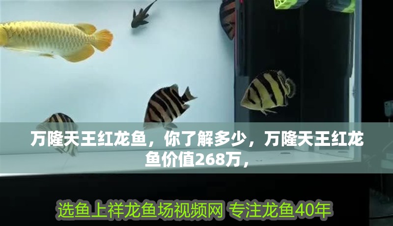 萬隆天王紅龍魚，你了解多少，萬隆天王紅龍魚價值268萬，