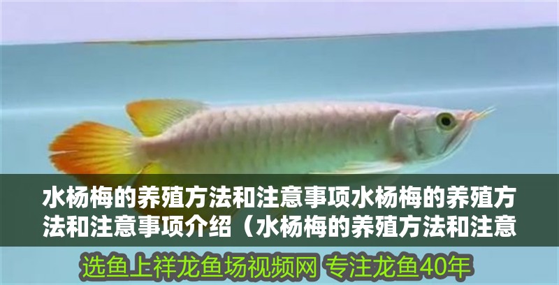 水楊梅的養(yǎng)殖方法和注意事項(xiàng)水楊梅的養(yǎng)殖方法和注意事項(xiàng)介紹（水楊梅的養(yǎng)殖方法和注意事項(xiàng)）