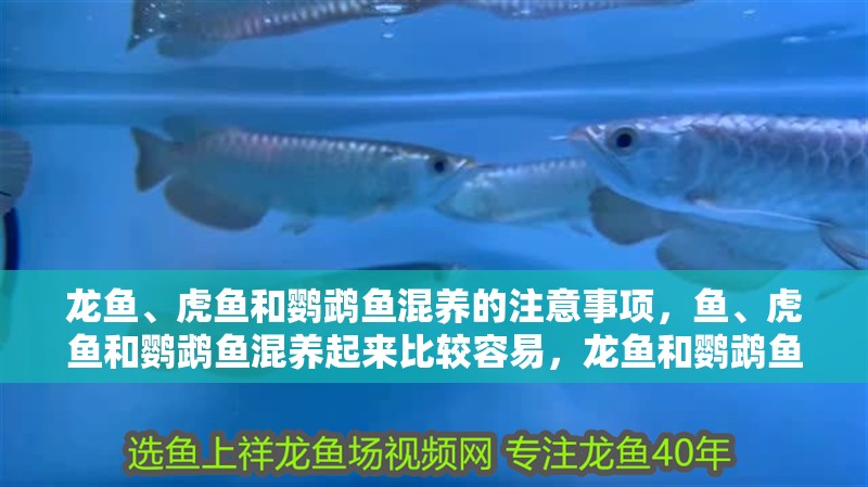 龍魚、虎魚和鸚鵡魚混養(yǎng)的注意事項，魚、虎魚和鸚鵡魚混養(yǎng)起來比較容易，龍魚和鸚鵡魚混養(yǎng)可以嗎