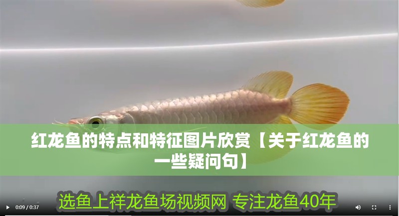 紅龍魚的特點和特征圖片欣賞【關于紅龍魚的一些疑問句】