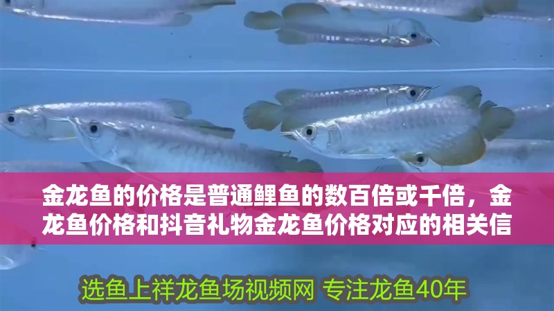 金龍魚的價格是普通鯉魚的數百倍或千倍，金龍魚價格和抖音禮物金龍魚價格對應的相關信息