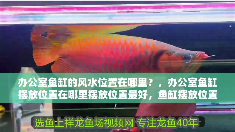 辦公室魚缸的風水位置在哪里？，辦公室魚缸擺放位置在哪里擺放位置最好，魚缸擺放位置在哪里 辦公室魚缸的風水位置在哪里？，辦公室魚缸擺放位置在哪里擺放位置最好，魚缸擺放位置在哪里 觀賞魚百科 第2張