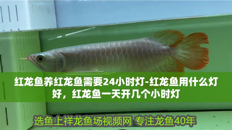 紅龍魚養紅龍魚需要24小時燈-紅龍魚用什么燈好，紅龍魚一天開幾個小時燈