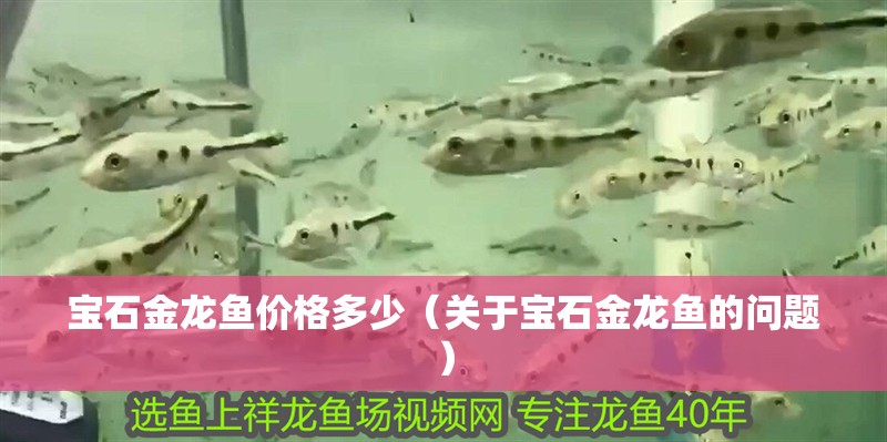 寶石金龍魚價(jià)格多少（關(guān)于寶石金龍魚的問(wèn)題） 寶石金龍魚價(jià)格多少（關(guān)于寶石金龍魚的問(wèn)題） 觀賞魚百科