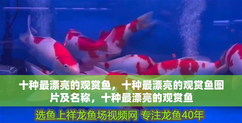 十種最漂亮的觀賞魚，十種最漂亮的觀賞魚圖片及名稱，十種最漂亮的觀賞魚