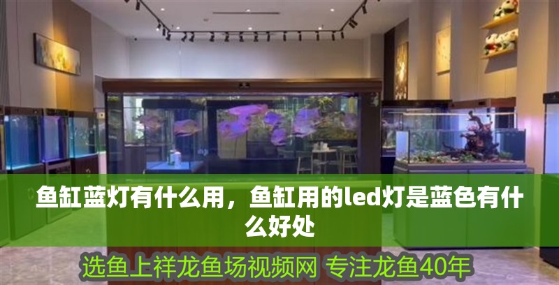 魚(yú)缸藍(lán)燈有什么用，魚(yú)缸用的led燈是藍(lán)色有什么好處