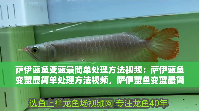 薩伊藍(lán)魚變藍(lán)最簡(jiǎn)單處理方法視頻：薩伊藍(lán)魚變藍(lán)最簡(jiǎn)單處理方法視頻，薩伊藍(lán)魚變藍(lán)最簡(jiǎn)單處理方法