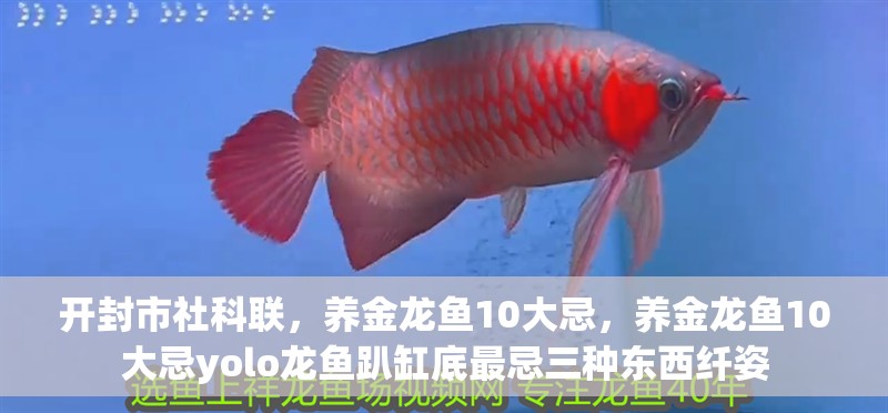 開封市社科聯，養金龍魚10大忌，養金龍魚10大忌yolo龍魚趴缸底最忌三種東西纖姿