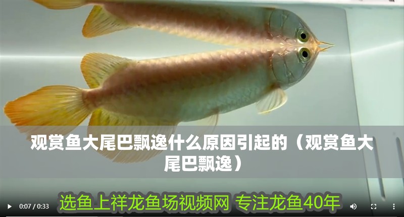 觀賞魚大尾巴飄逸什么原因引起的（觀賞魚大尾巴飄逸）