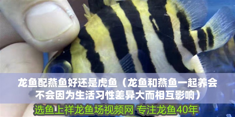 龍魚配燕魚好還是虎魚（龍魚和燕魚一起養會不會因為生活習性差異大而相互影響）