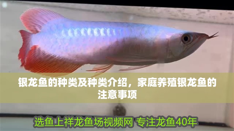 銀龍魚的種類及種類介紹，家庭養殖銀龍魚的注意事項