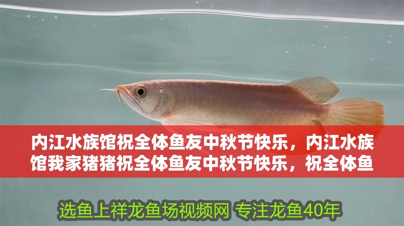 內(nèi)江水族館祝全體魚(yú)友中秋節(jié)快樂(lè)，內(nèi)江水族館我家豬豬祝全體魚(yú)友中秋節(jié)快樂(lè)，祝全體魚(yú)友合家幸福
