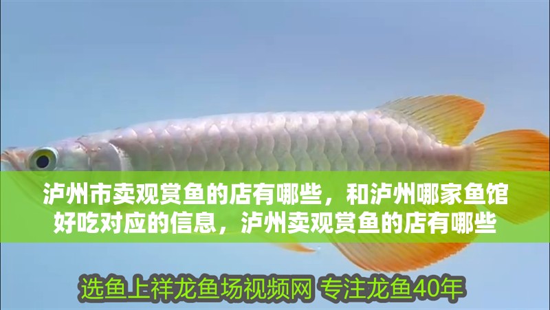 瀘州市賣觀賞魚的店有哪些，和瀘州哪家魚館好吃對應的信息，瀘州賣觀賞魚的店有哪些