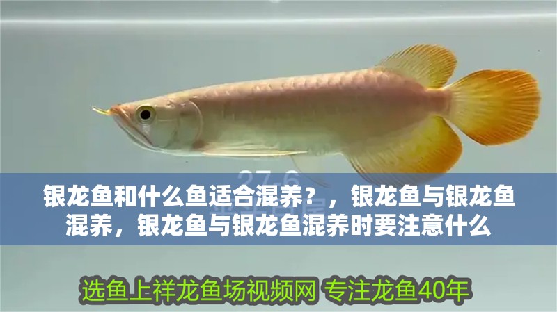 銀龍魚和什么魚適合混養(yǎng)？，銀龍魚與銀龍魚混養(yǎng)，銀龍魚與銀龍魚混養(yǎng)時要注意什么