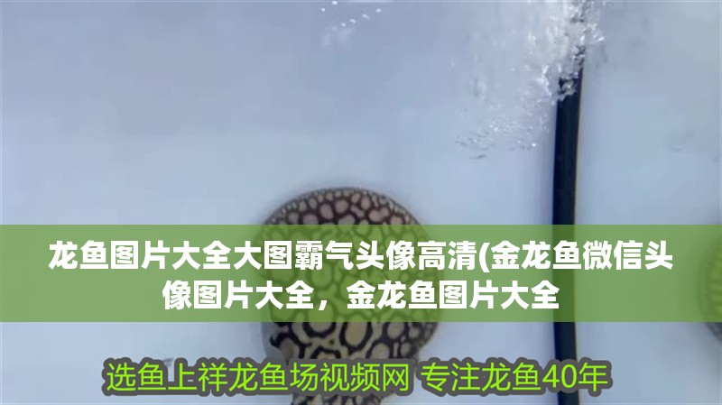 龍魚圖片大全大圖霸氣頭像高清(金龍魚微信頭像圖片大全，金龍魚圖片大全