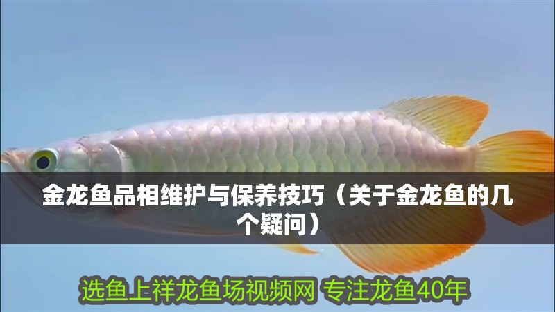 金龍魚品相維護與保養技巧（關于金龍魚的幾個疑問）
