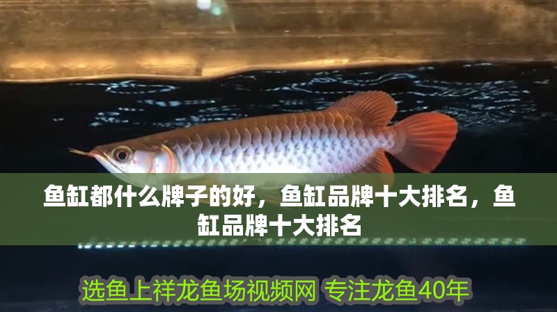 魚缸都什么牌子的好，魚缸品牌十大排名，魚缸品牌十大排名