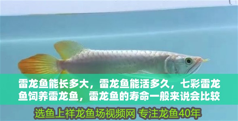 紅龍魚用黃燈烤有用嗎 雷龍魚能長多大,雷龍魚能活多久,七彩雷龍魚飼養雷龍魚,雷龍魚的壽命一般來說會比較短 觀賞魚百科 雷龍魚能長多大,雷龍魚能活多久,七彩雷龍魚飼養雷龍魚,雷龍魚的壽命一般來說會比較短 雷龍魚能長多大,雷龍魚能活多久,七彩雷龍魚飼養雷龍魚,雷龍魚的壽命一般來說會比較短 觀賞魚百科