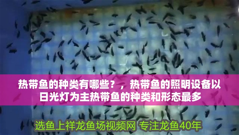 熱帶魚的種類有哪些？，熱帶魚的照明設備以日光燈為主熱帶魚的種類和形態最多 熱帶魚的種類有哪些？，熱帶魚的照明設備以日光燈為主熱帶魚的種類和形態最多 觀賞魚百科 第2張