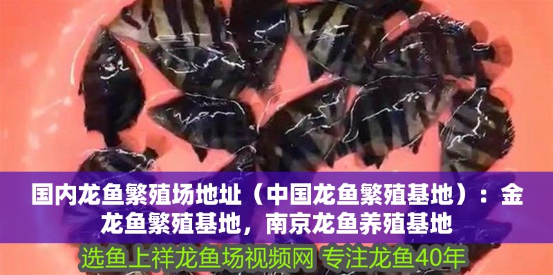 國內龍魚繁殖場地址（中國龍魚繁殖基地）：金龍魚繁殖基地，南京龍魚養殖基地
