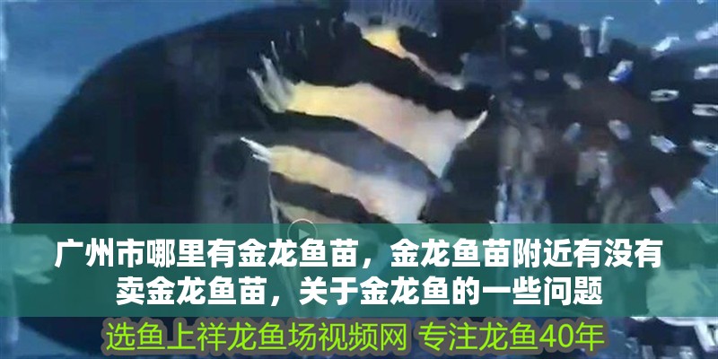 廣州市哪里有金龍魚苗，金龍魚苗附近有沒有賣金龍魚苗，關于金龍魚的一些問題 廣州市哪里有金龍魚苗，金龍魚苗附近有沒有賣金龍魚苗，關于金龍魚的一些問題 觀賞魚百科