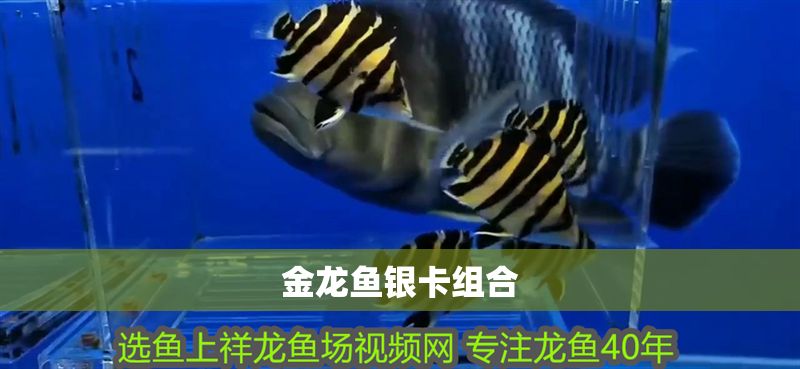 金龍魚(yú)銀卡組合
