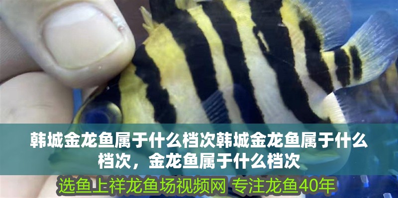 韓城金龍魚屬于什么檔次韓城金龍魚屬于什么檔次，金龍魚屬于什么檔次
