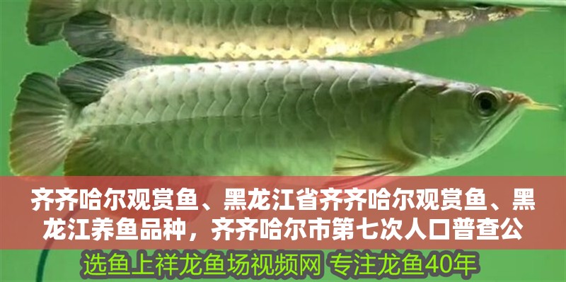 齊齊哈爾觀賞魚、黑龍江省齊齊哈爾觀賞魚、黑龍江養魚品種，齊齊哈爾市第七次人口普查公報
