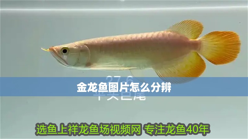 金龍魚圖片怎么分辨