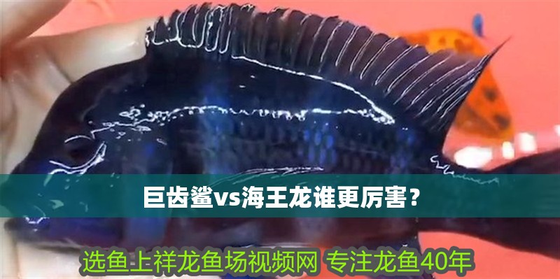 巨齒鯊vs海王龍誰更厲害？
