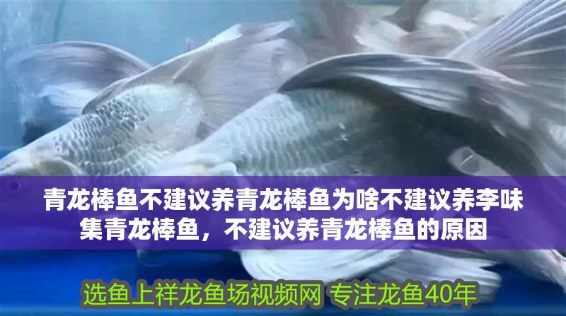 青龍棒魚不建議養青龍棒魚為啥不建議養李味集青龍棒魚，不建議養青龍棒魚的原因